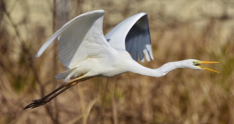 WWF: domenica è la giornata delle zone umide nelle Oasi
