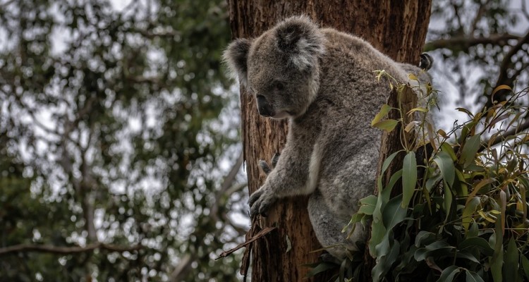Australia, WWF: gli incendi hanno devastato soprattutto le aree protette