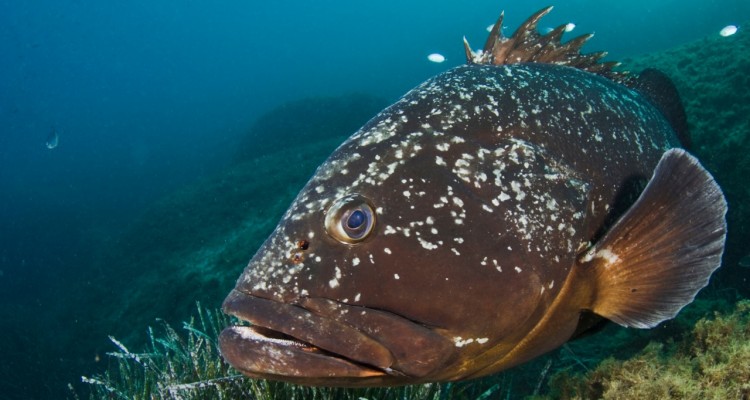 La scienzata Lisa Casali e WWF insieme a tutela le specie ittiche in pericolo