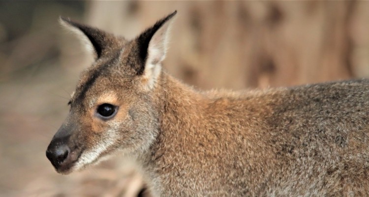 Bioparco Roma: domenica 2 febbraio giornata di sensibilizzazione per l'Australia