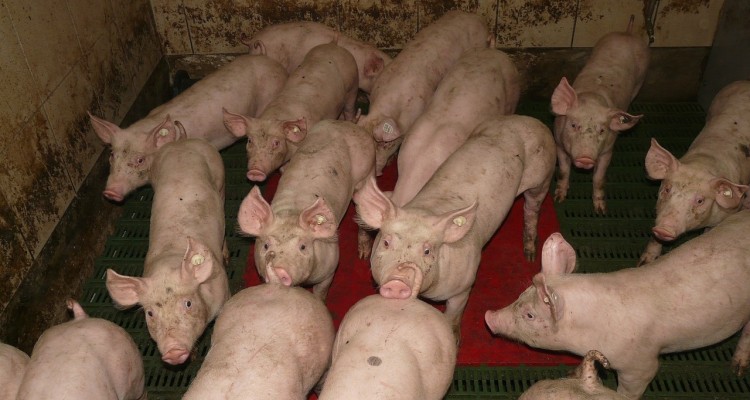 Allarme smog, Greenpeace: la colpa è anche degli allevamenti intensivi