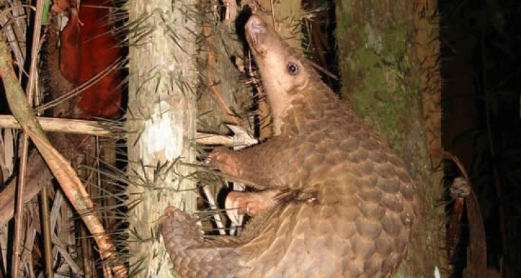 WWW: la diffusione del Coronavirus forse favorita dal commercio illegale di specie