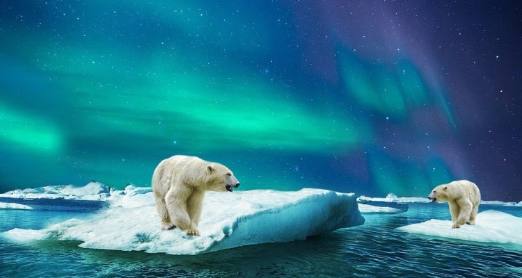 Giornata Mondiale dell'orso polare: a rischio il 30% della popolazione