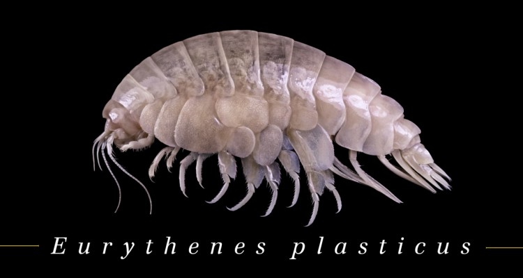 WWF: una nuova specie nella Fossa delle Marianne, ma è già contaminata dalla plastica