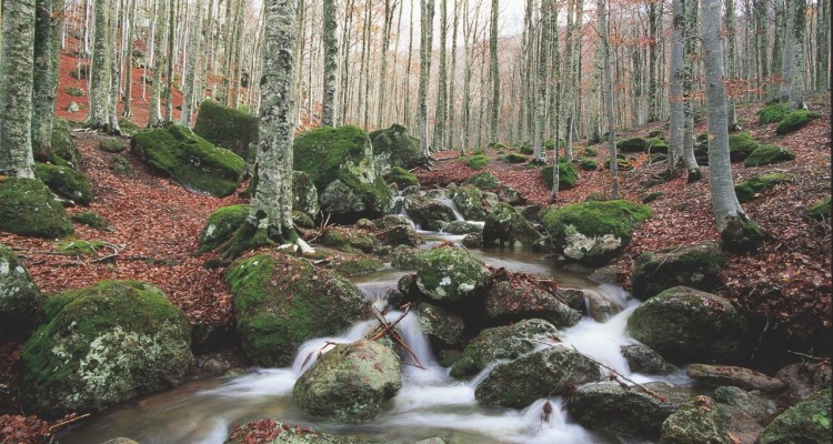 amiata (gr) 2 consorzio forestale dell amiata