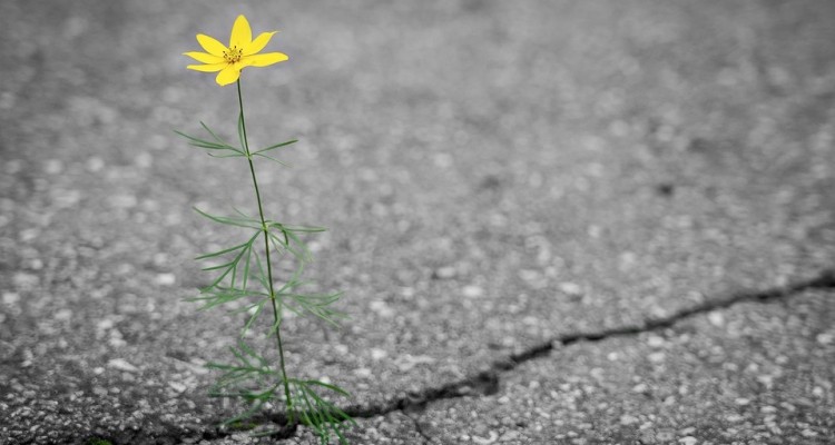 Mentre noi restiamo a casa per il Covid-19, la natura si riprende il suo posto