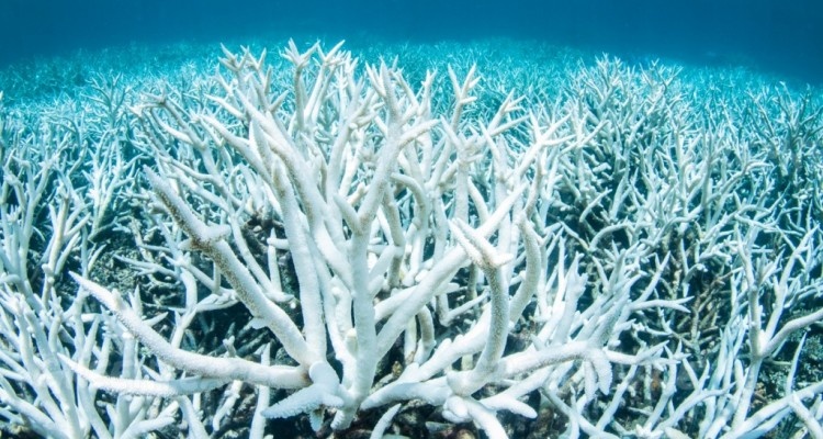 Australia, la barriera corallina torna a sbiancarsi 