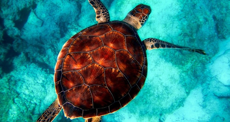 Greenpeace: bene l'impegno del Governo per la tutela del mare