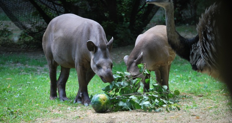 Gli incidenti stradali mettono a rischio la sopravvivenza dei tapiri