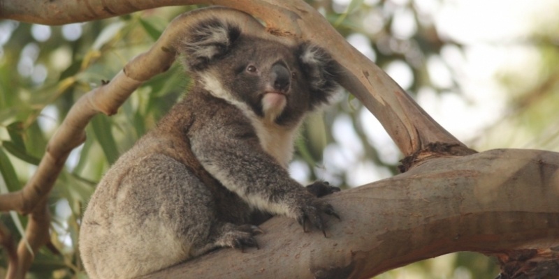 South Australia, la rinascita dell’Hanson Bay Wildlife Sanctuary
