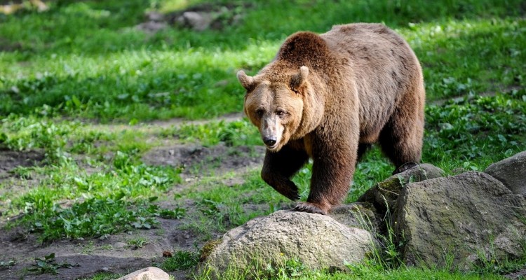 trentino: catturato l’orso M49, alias Papillon
