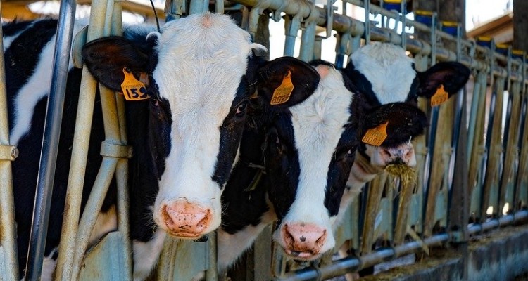 Riscaldamento e allevamenti intensivi causa 54% polveri fini in Pianura Padana