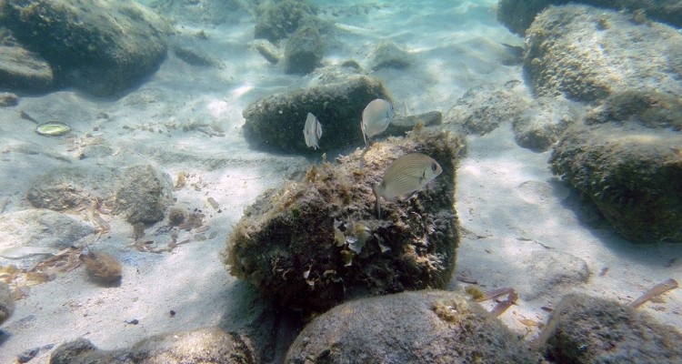 L'oceano dagli abissi alla superficie: il nesso tra clima, risalita delle acque profonde ed ecosistemi marini