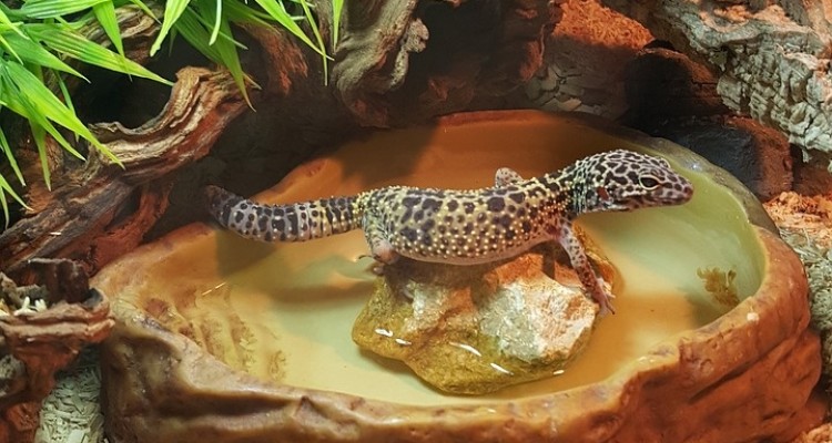 WWF: in Europa aumentano i sequestri di prodotti derivati da traffici di animali