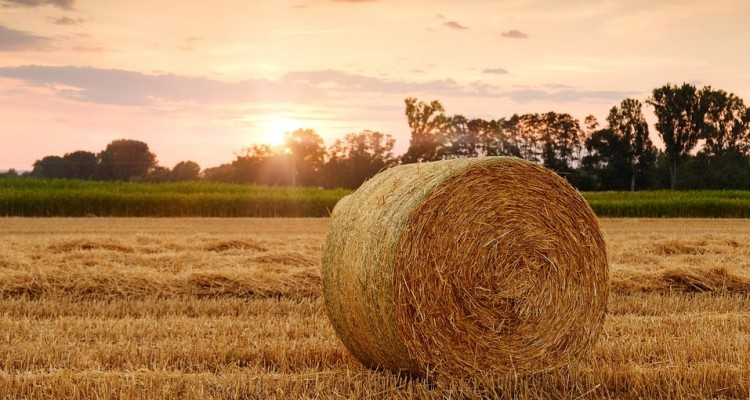 Clima, in Italia solo il 7% dei gas serra viene dall’agricoltura