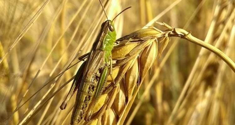 Invasione di cavallette nella provincia di Nuoro