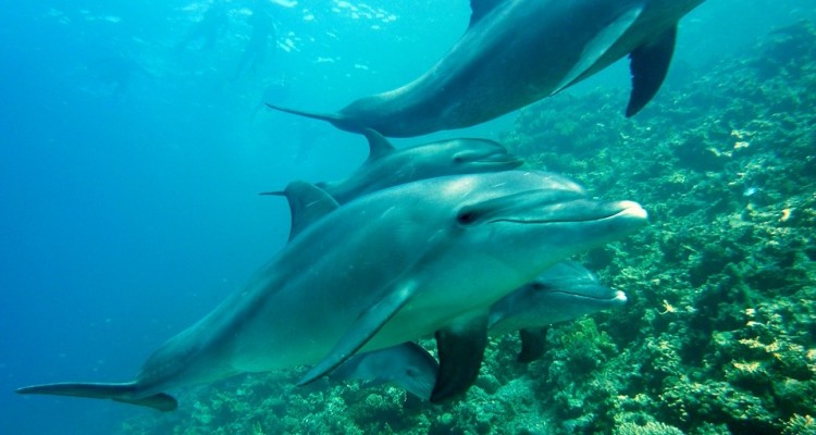 Un progetto per studiare la biodiversità del Mediterraneo senza nuocere a balene e delfini