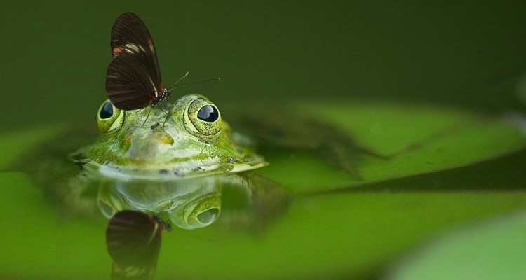 WWF: tutelare la biodiversità partendo dai nostri giardini