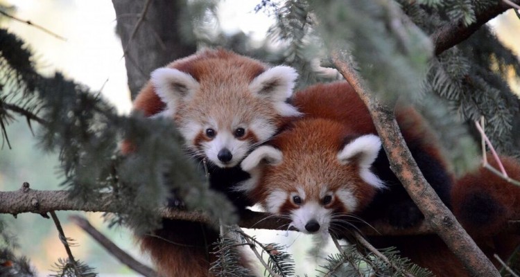 India: un corridoio naturale per tutelare il panda rosso