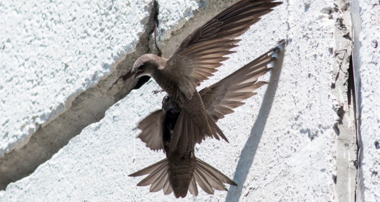 Censimento rondoni: Varese è tra le città del progetto europeo BiodiverCities