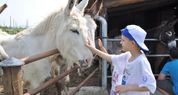 Fase 3, Coldiretti: centri estivi in 3mila fattorie italiane