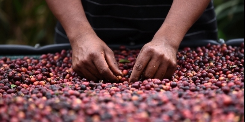 America Centrale, tra i maggiori produttori di caffè al mondo grazie a Madre Natura