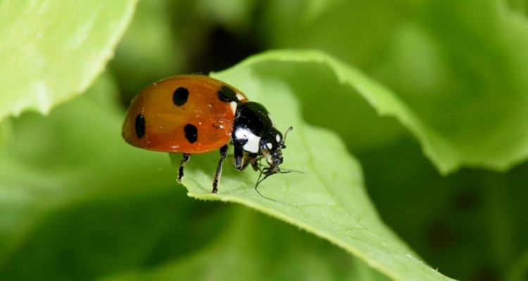 OrtoAmbiente: per la difesa agroecologica ad alta sostenibilità delle colture orticole