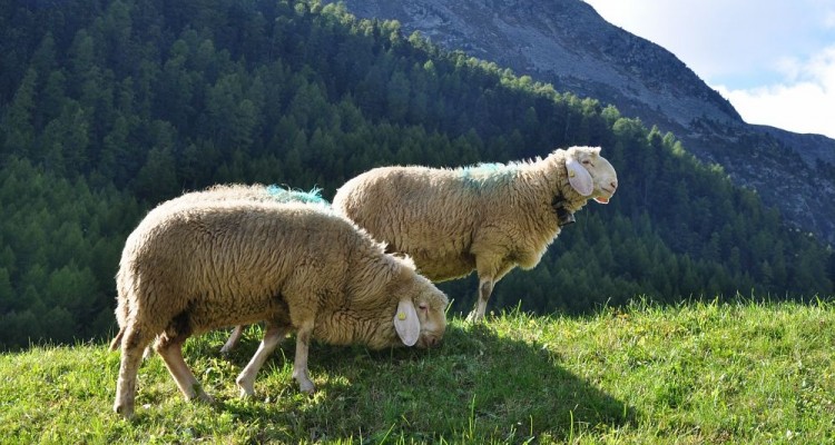 La Pecora della Val Senales, in Alto Adige, è un nuovo Presidio Slow Food