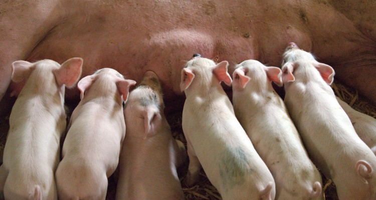 Covid, Coldiretti: crack stalle da 1,7 mld con stop ai ristoranti