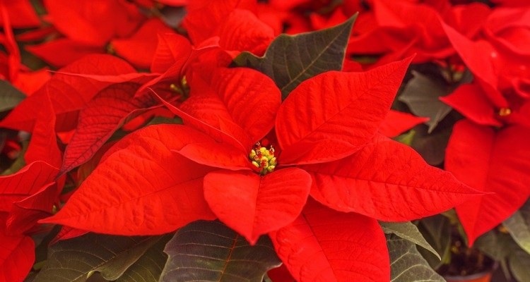 Covid, Natale senza 13,5 mln di alberi e stelle