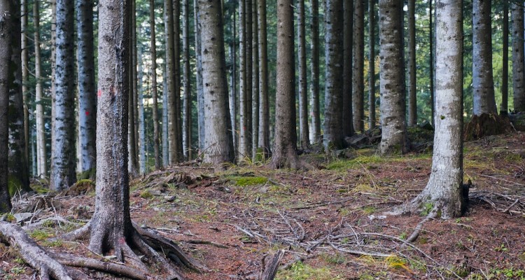 Progetto MADAMES-AX: un bosco gestito in maniera sostenibile migliora l'assorbimento di carbonio