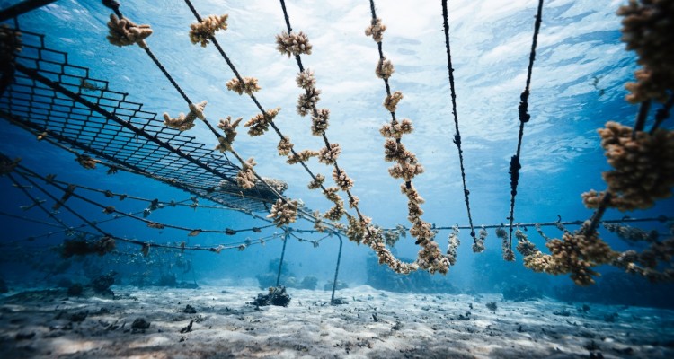 Adottare un corallo per Natale grazie a North Sails per aiutare la salvaguardia degli oceani