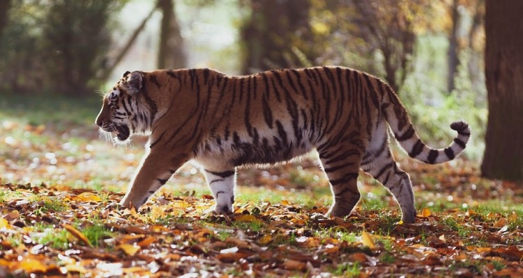 Animali: Tigre avvistata a 3.165 metri in Nepal orientale