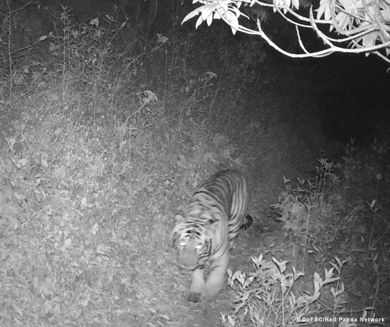 bengal tiger in red panda habitat in eatstern nepal  © rpn