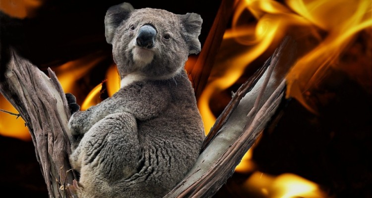 Incendi in Australia un anno dopo: 49 specie hanno perso 80% del loro habitat  