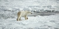 Sabato 27 febbraio è la Giornata Mondiale dell'Orso Polare
