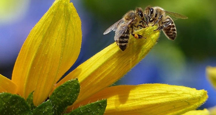 WWF: riparte nelle Marche il progetto bee safe