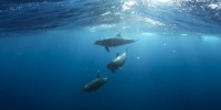 Isole Canarie: Tenerife prima destinazione europea per le tutela di balene e delfini