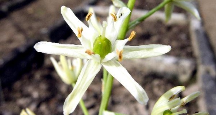 Biodiversità: recuperate 17 specie di piante europee credute estinte 