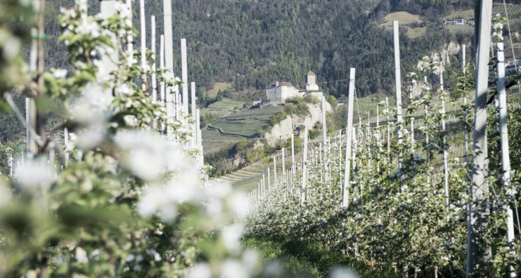 La rete di sentieri tematici del paese di Tirolo, in Alto Adige