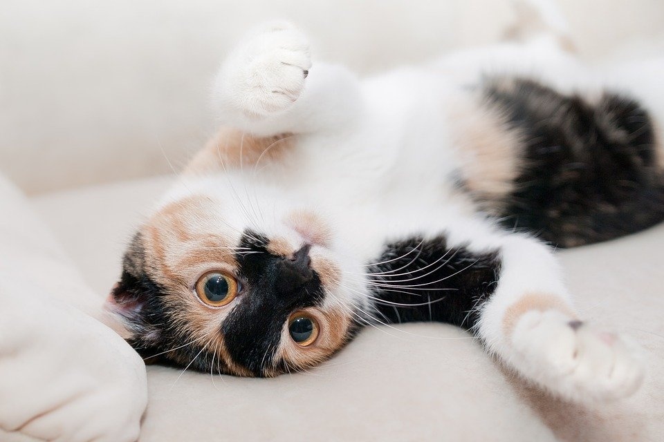 cat 649164 960 720