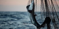 Greenpeace: muri della morte, pratica di pesca distruttiva che minaccia l’oceano indiano