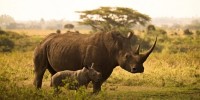 Nepal, rinoceronti in aumento: + 16% rispetto al 2015