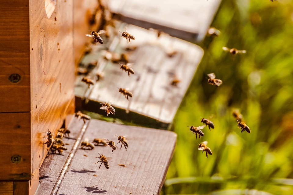 Greenpeace: in Lombardia 10 milioni di api non tornano all'alveare