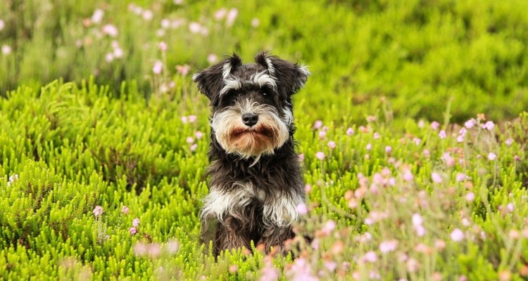 Ecco cosa fare quando il cane o il gatto mangia l’erba e vomita