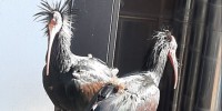 Due rari Ibis eremita depongono le uova a Roma Sud