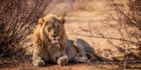 SOS leone, WWF: La pandemia rischia di cancellare i successi di conservazione