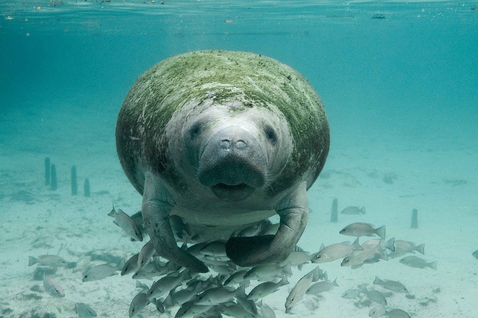 manatee 387193 960 720