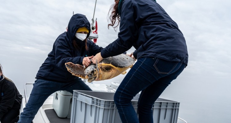 Nikon con Radar Magazine nel progetto Sailing For Blue Life per il recupero delle tartarughe marine