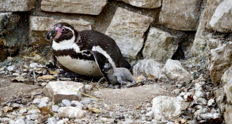 Aria di festa al parco Le Cornelle: si celebra la nascita di quattro cuccioli